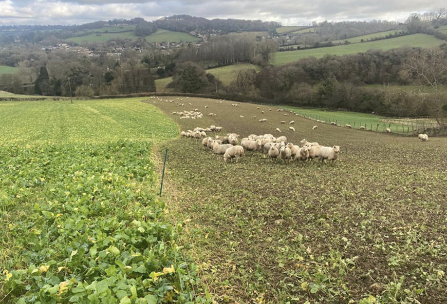 ADM Cares Support Jamie's Farm to Transform 159 Acres with Herbal Leys and Fodder Crops